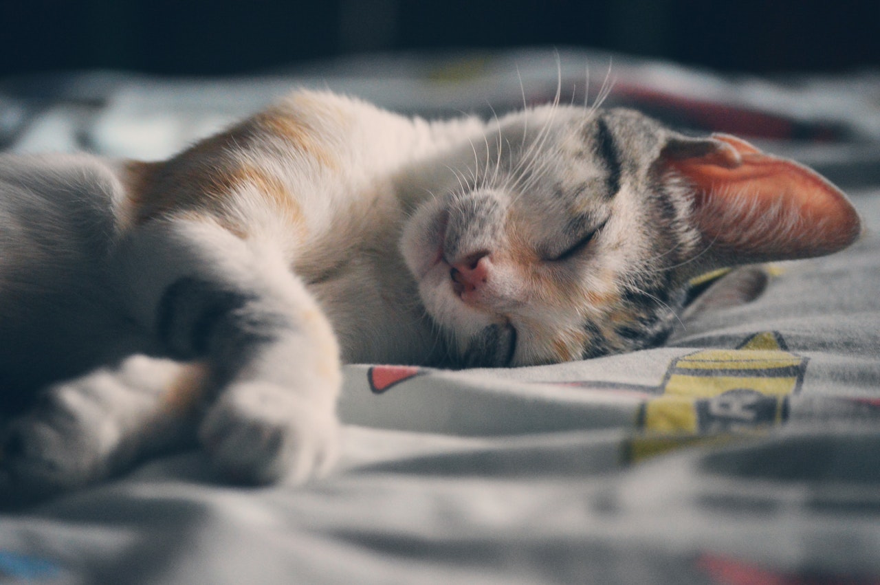 Kocięta śpią zdecydowanie dłużej niż koty dorosłe. Kocięta przesypiają nawet 18 h na dobę.